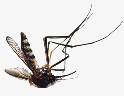 mosquito clipart dead mosquito