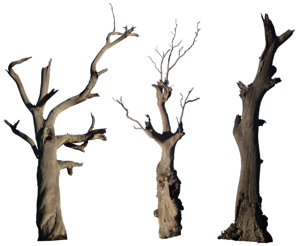 Tree pack hb by. Dead clipart dead plant