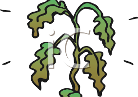 dead clipart wilted plant