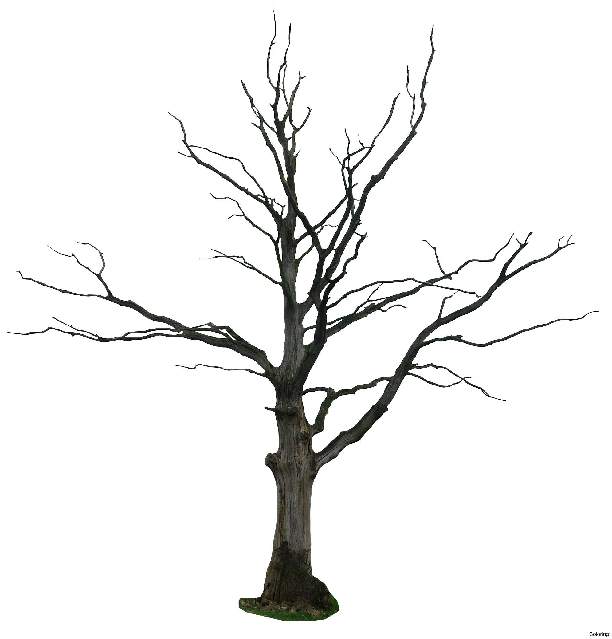 dead clipart withered