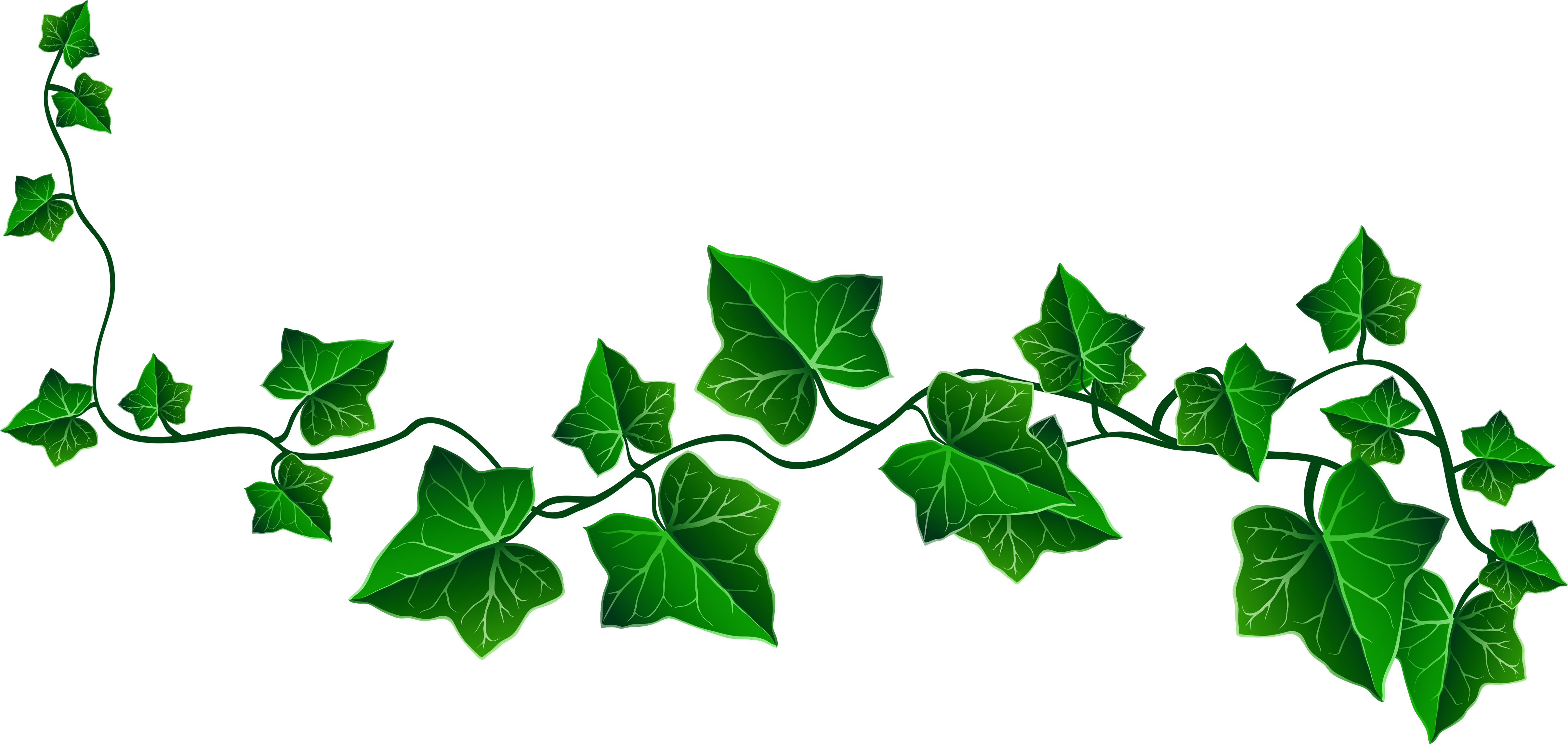 Vine ivy png picture. Decoration clipart plant