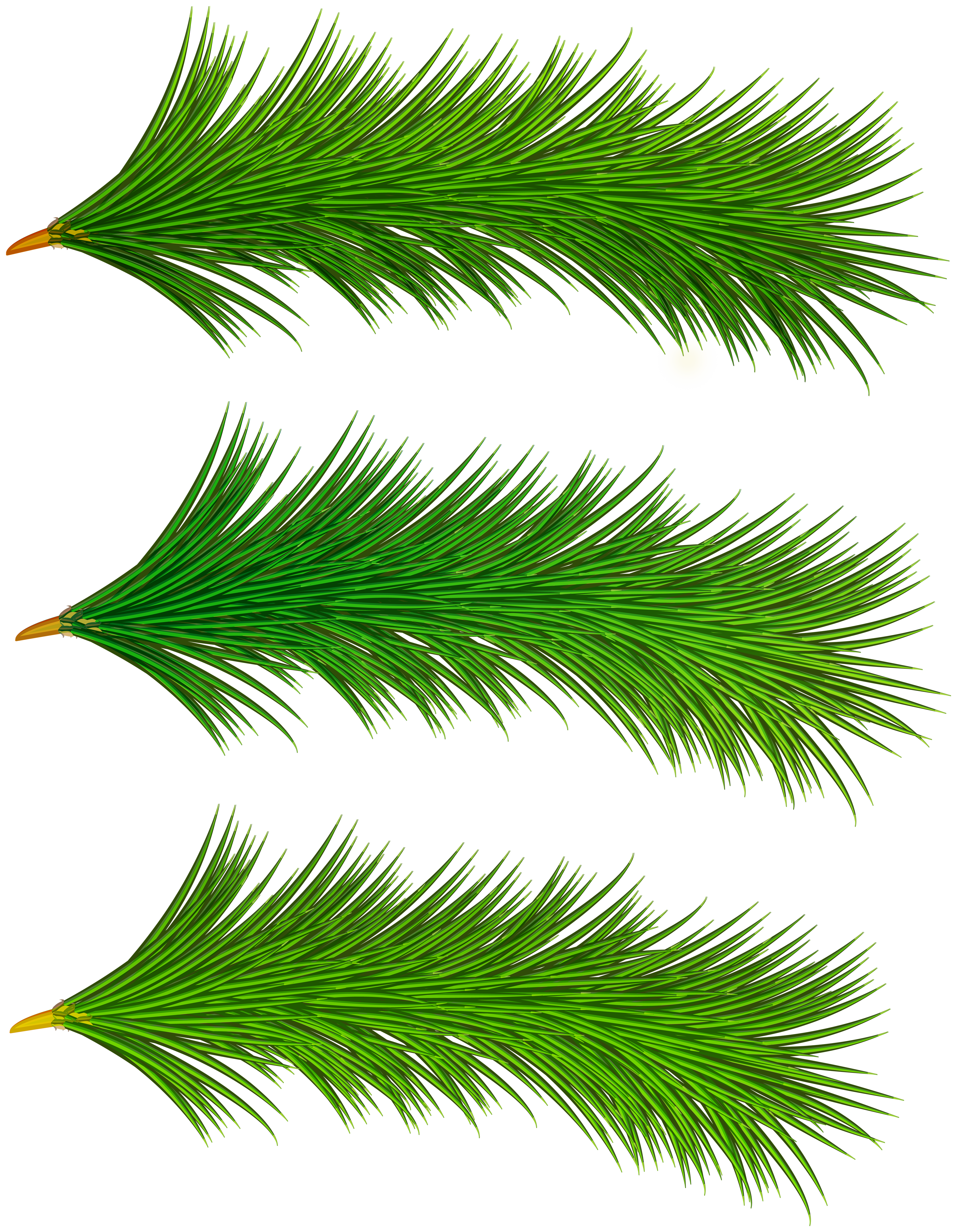 Pine tree branches png. Decorative clipart branch