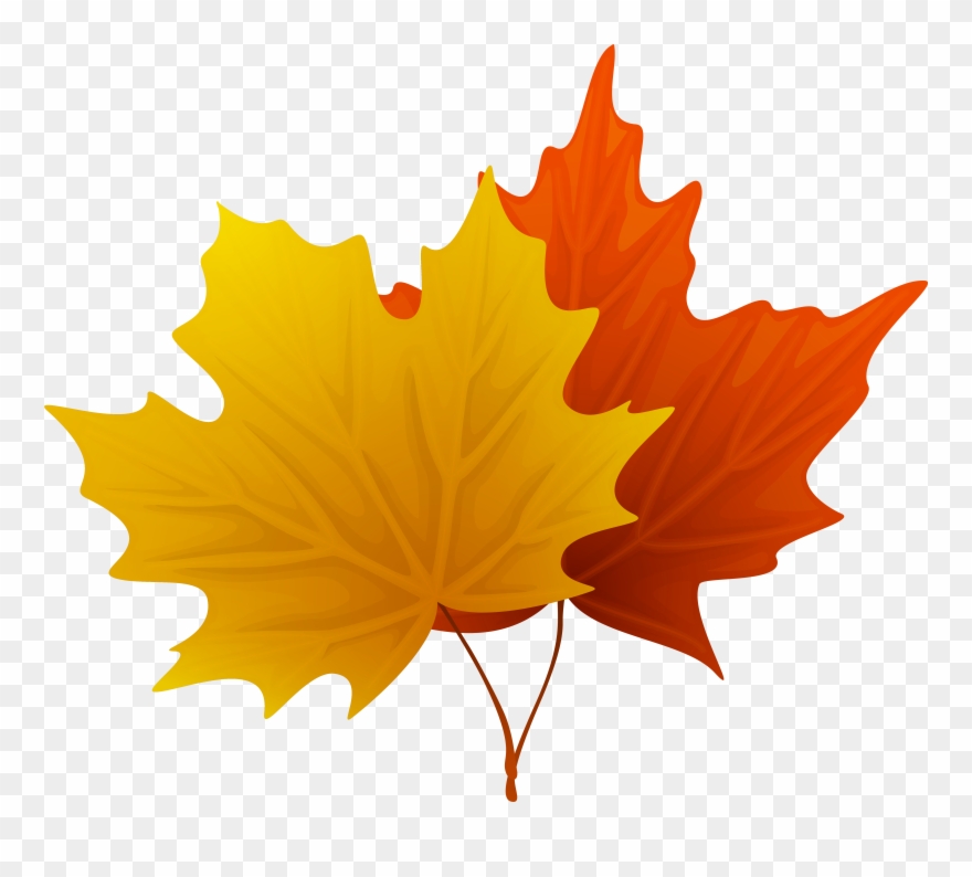 Decorative clipart falling leave. Fall maple leaves png