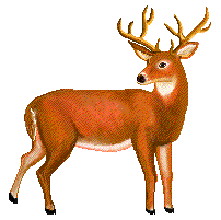 deer clipart animated