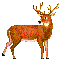Deer clipart animated.  deers images gifs