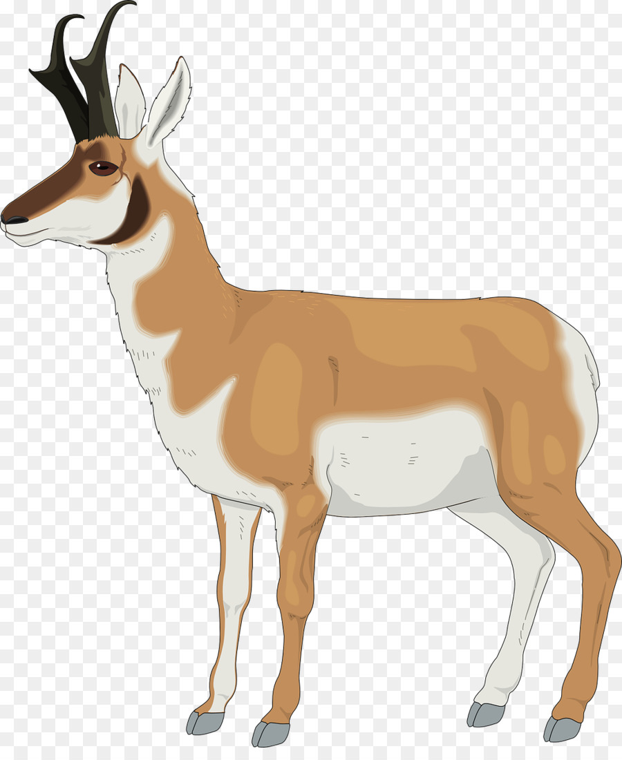 Deer clipart antelope. Animal cartoon wildlife 