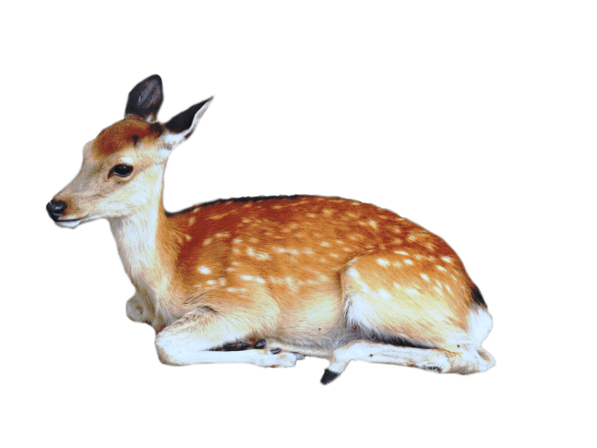 Deer clipart antelope. Png free images toppng