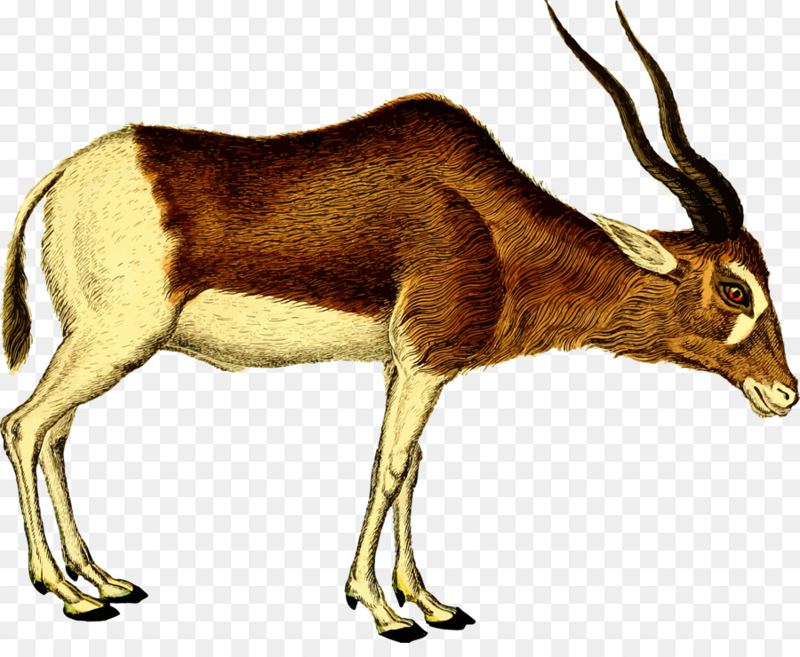 Reindeer cartoon wildlife . Deer clipart antelope