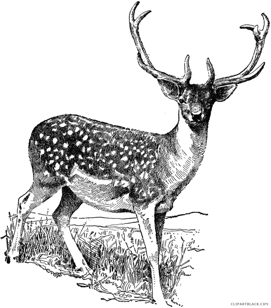 deer clipart black and white. 
