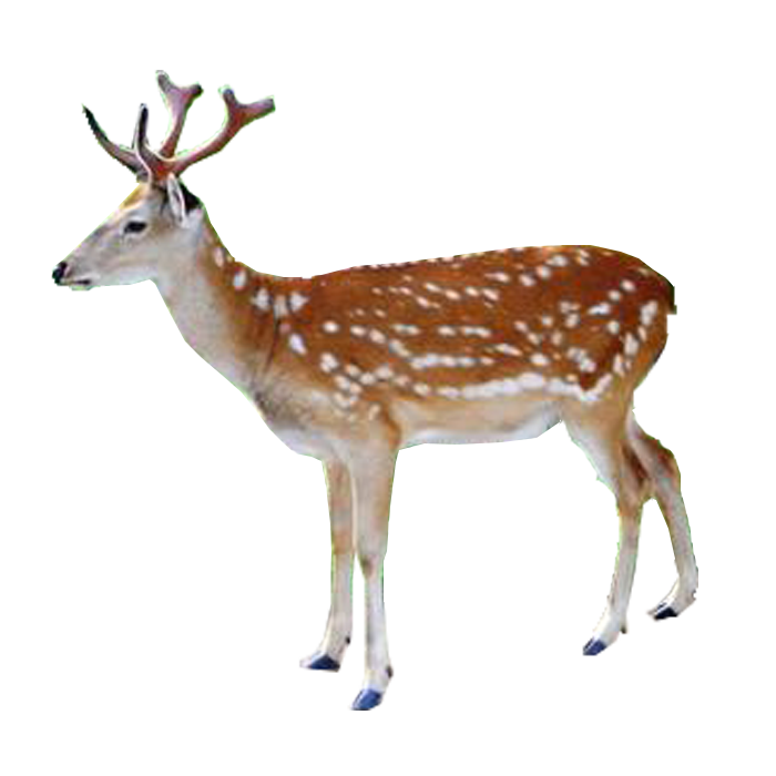 deer clipart chital