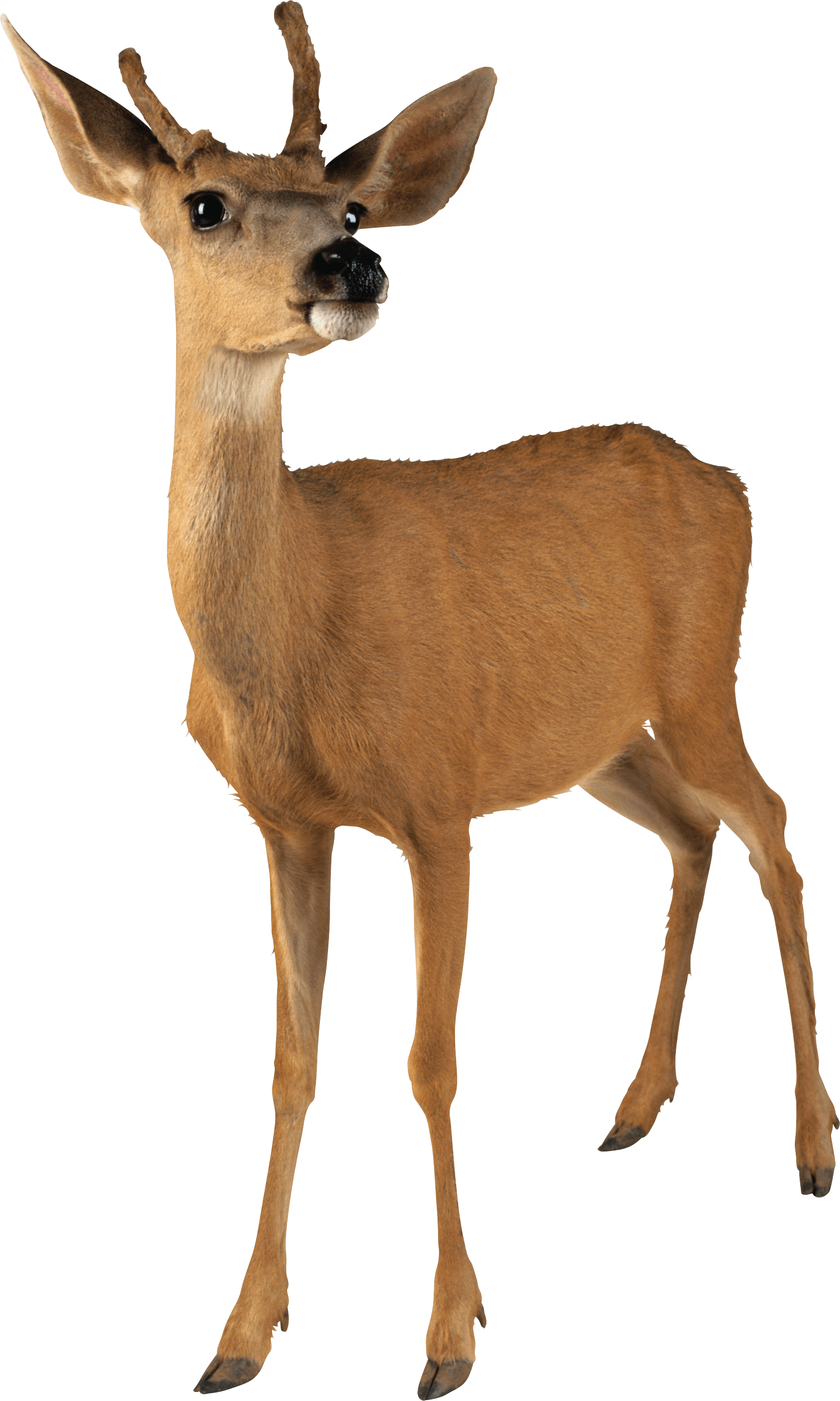 deer clipart clear background