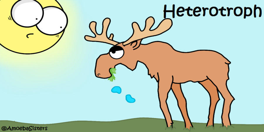 Deer clipart heterotroph. Cartoon grass science biology