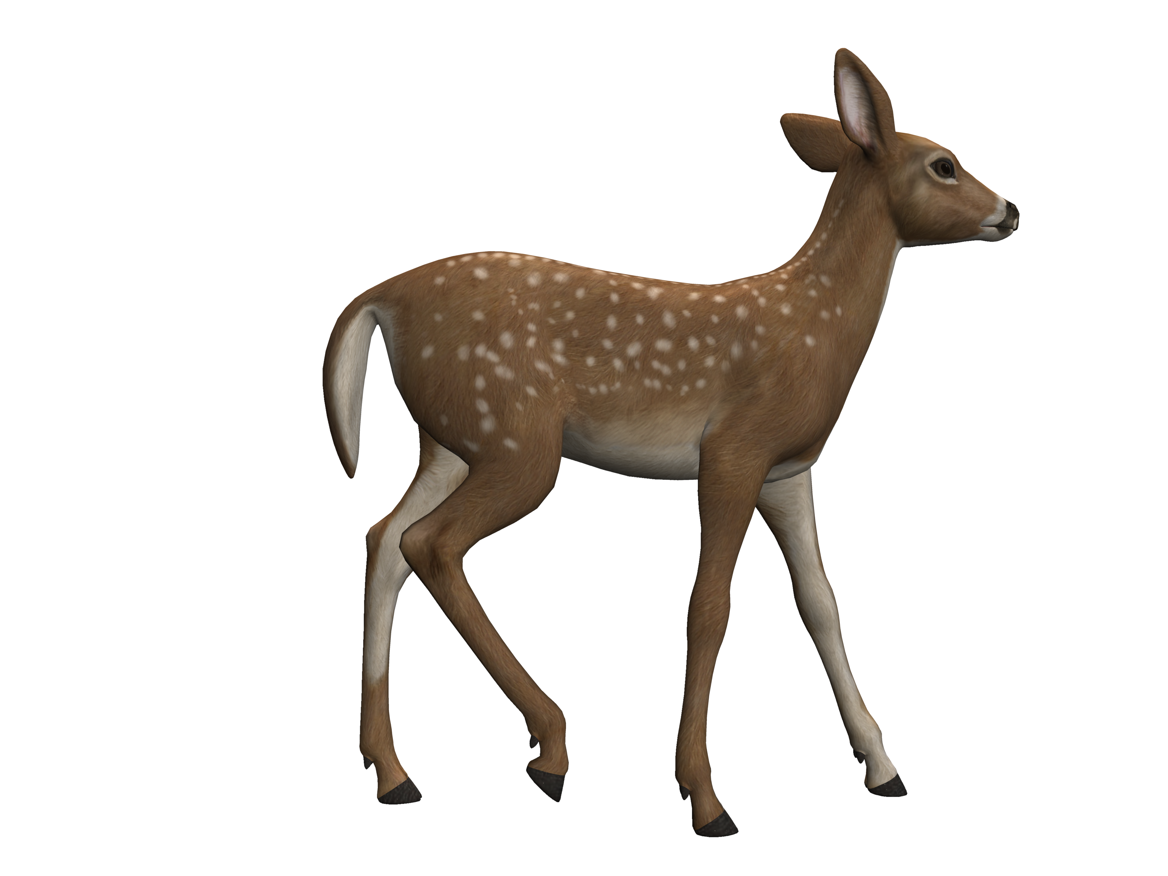 deer clipart heterotroph