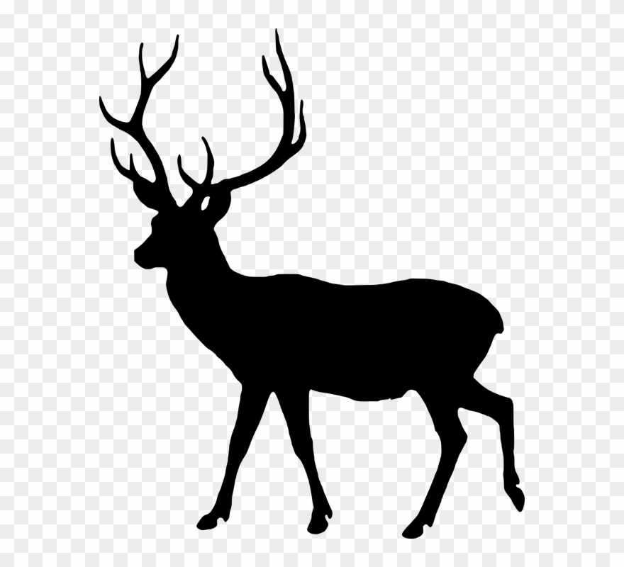Deer clipart male deer. Free photo animal silhouette
