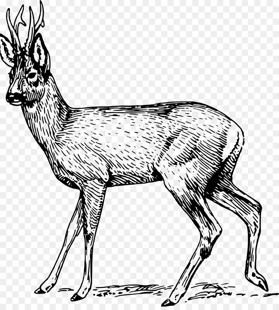 Deer clipart roe deer. Animal cartoon transparent clip