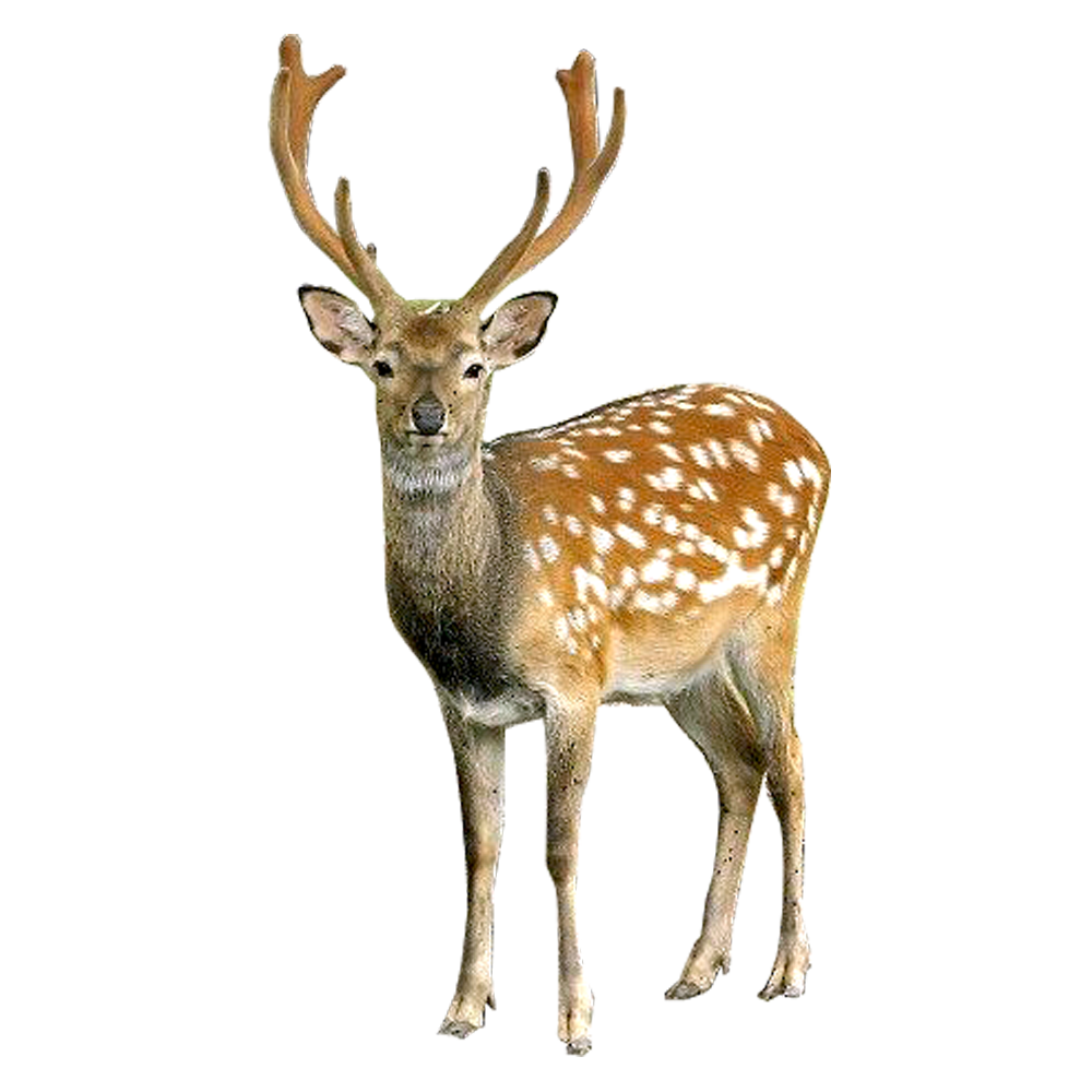 Deer clipart sika deer. Google search s c