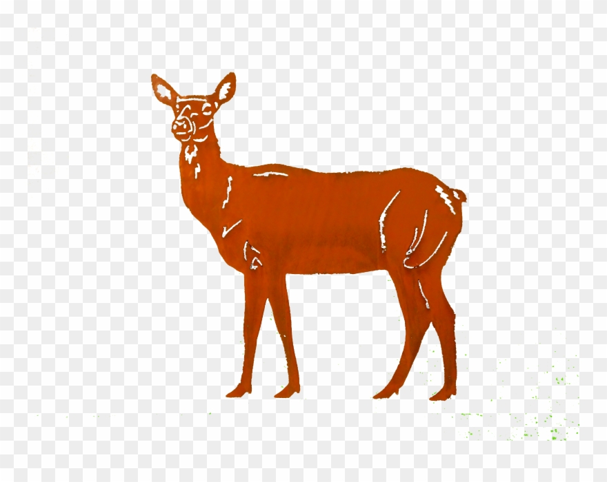 Deer clipart small deer. Doe larger image white