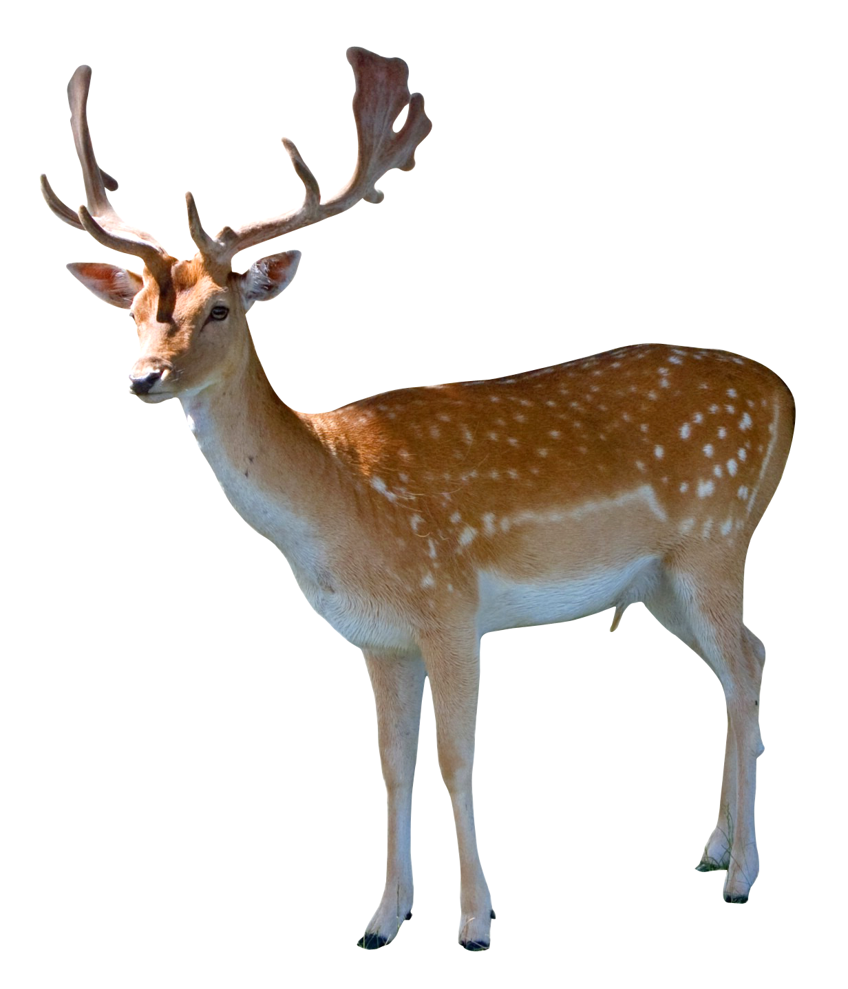 deer clipart transparent background