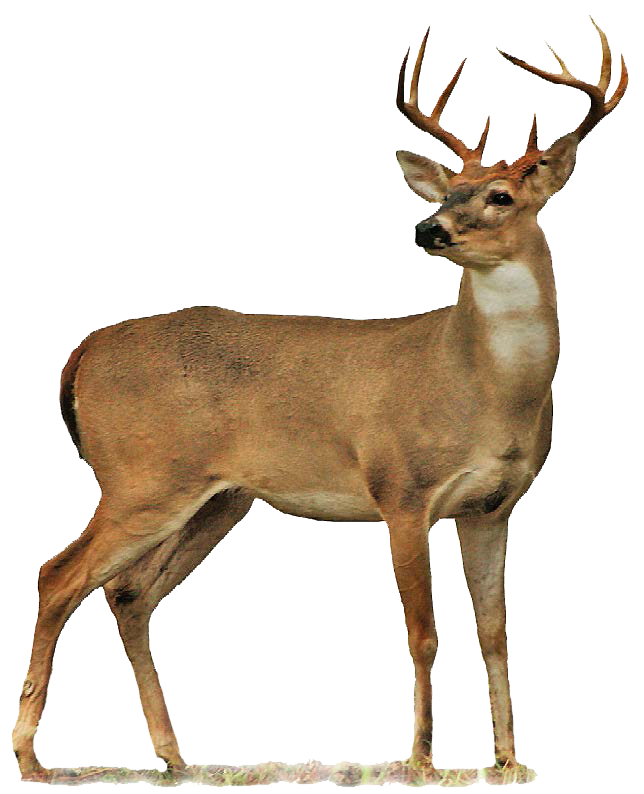 Deer transparent background