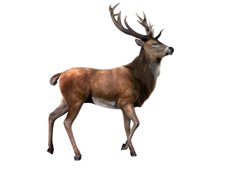 deer clipart vertebrate