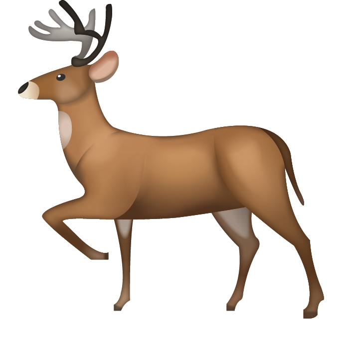Deer vertebrate