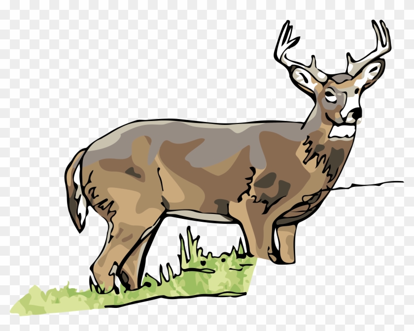 deer clipart vertebrate