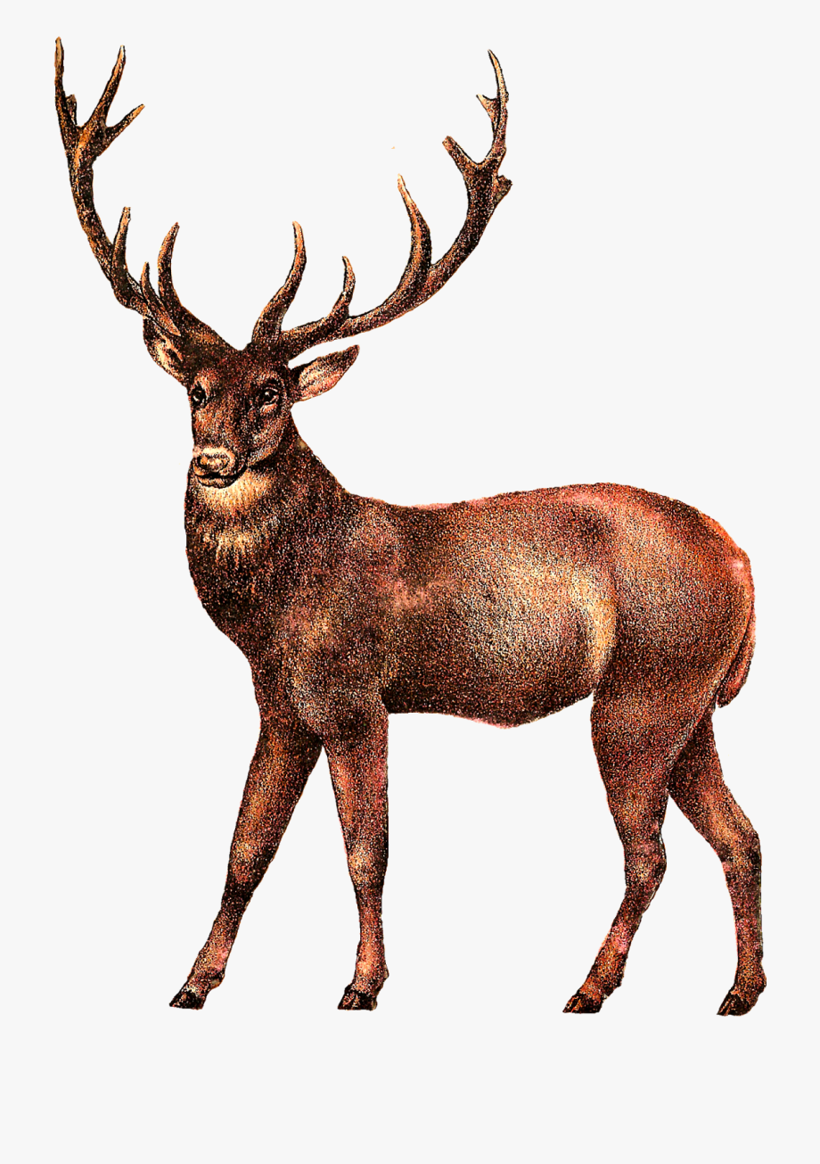 Antler vintage clip art. Elk clipart real deer