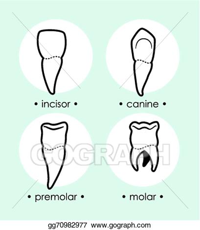dental clipart canine tooth