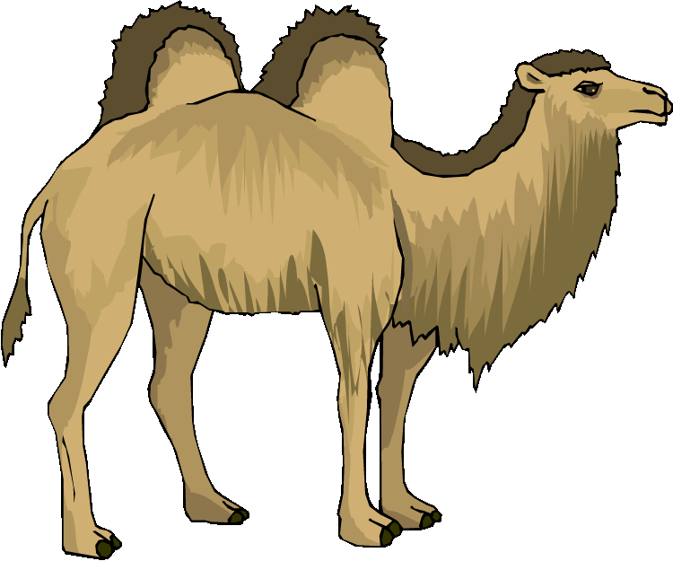 Free camel. Yak clipart hairy animal