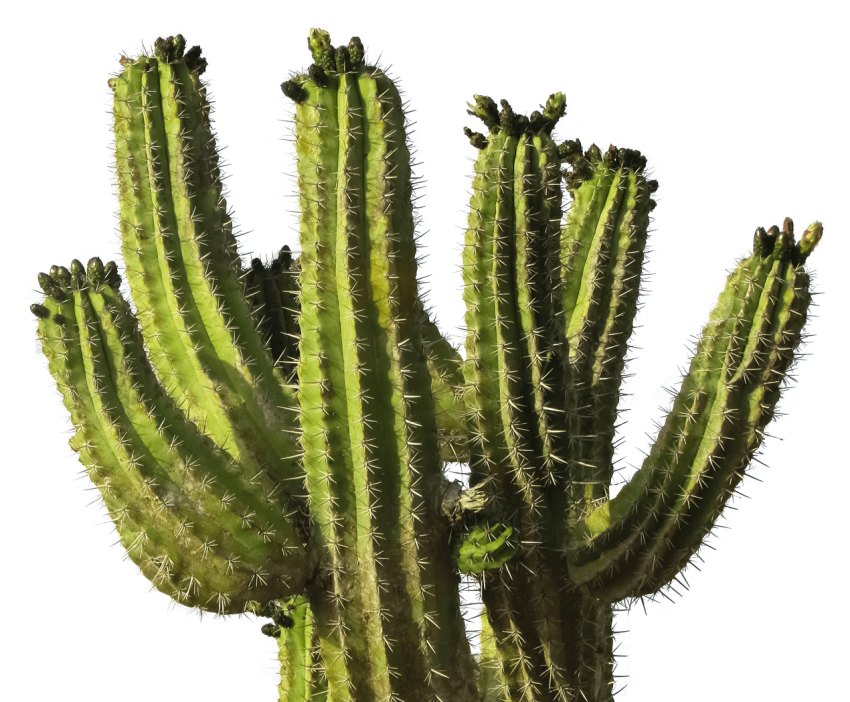 desert clipart desert plant