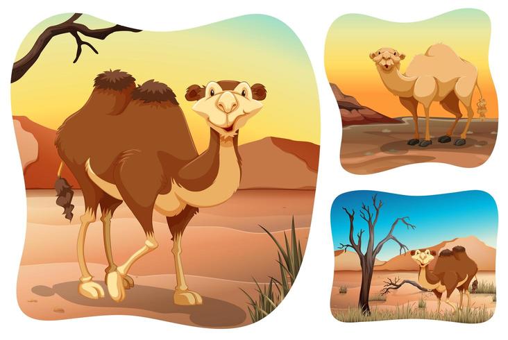 Desert clipart dry desert. Camels in the scenes
