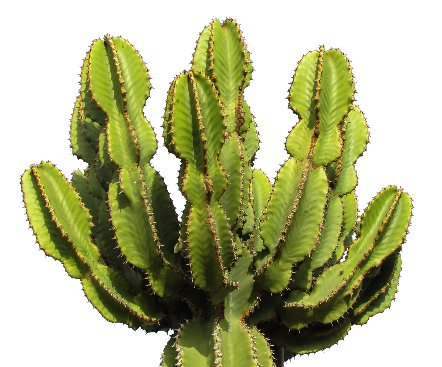 succulent clipart desert flower