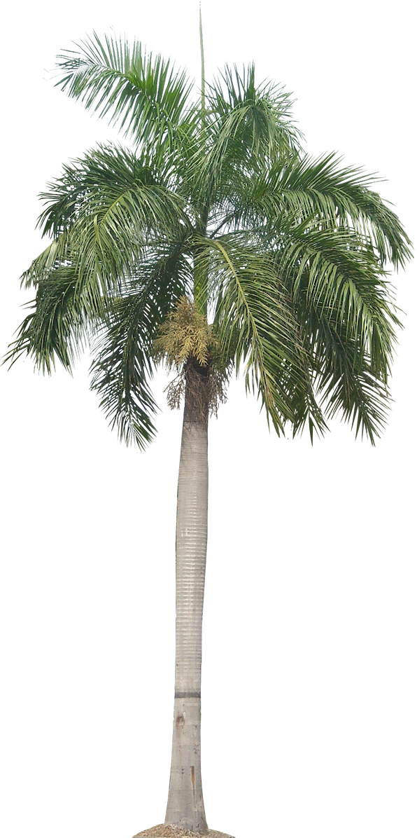 desert clipart palm tree desert