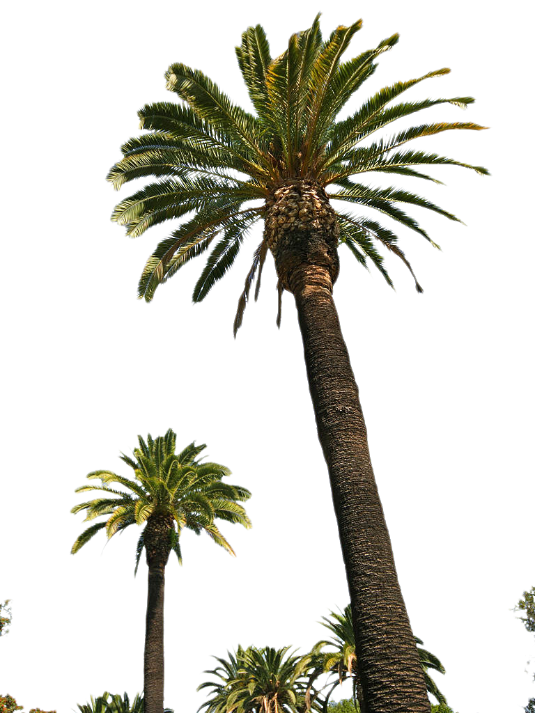 Transparent png pictures free. Desert clipart palm tree desert