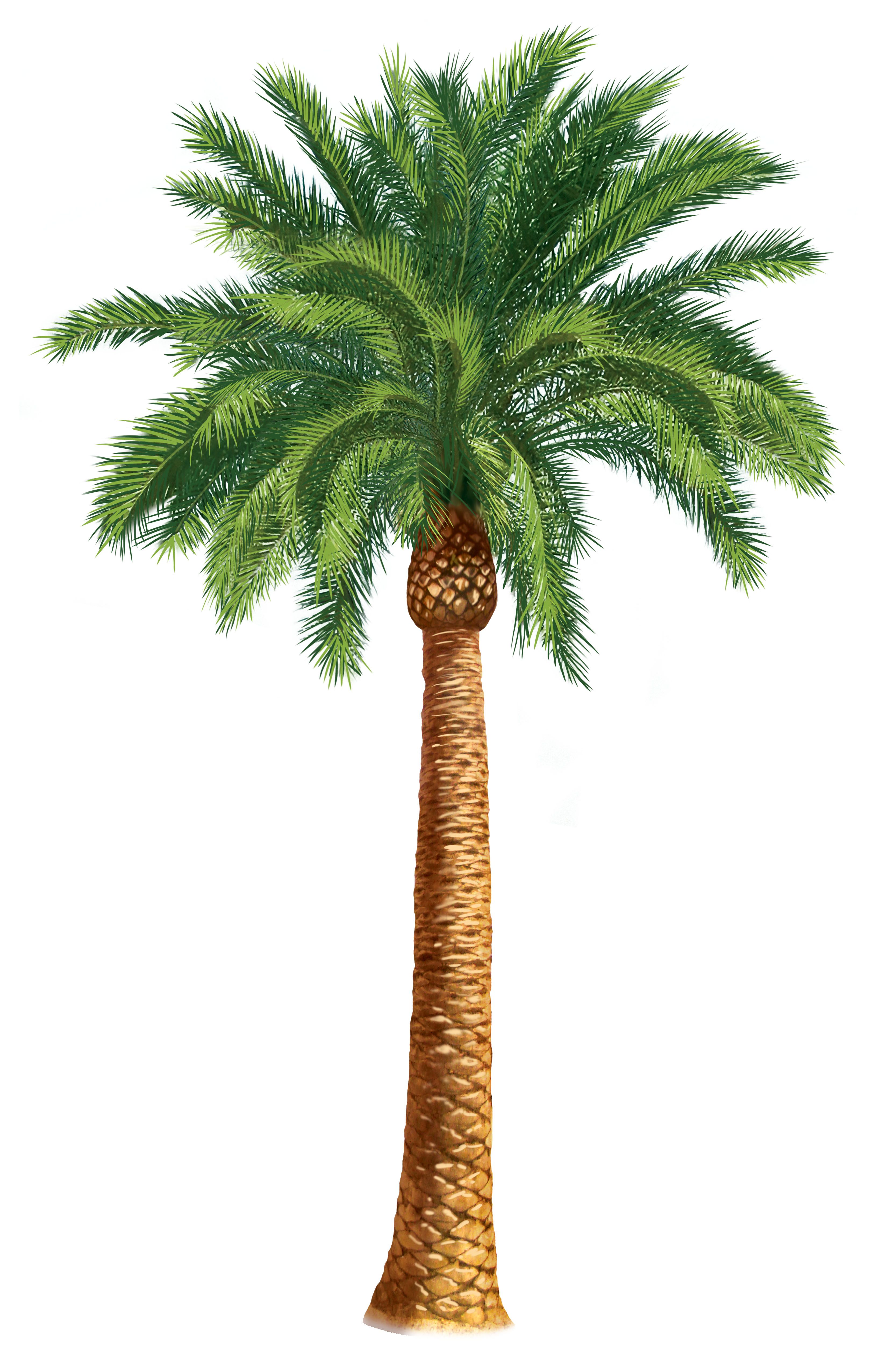palm clipart vintage