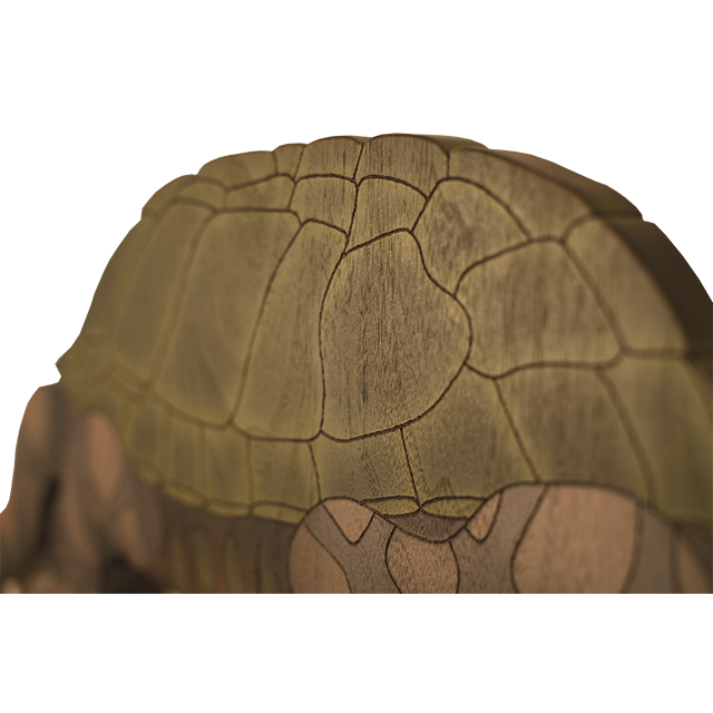 desert clipart tortoise