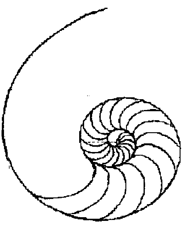 Shell clipart nautilus. Designing a mosaic steps
