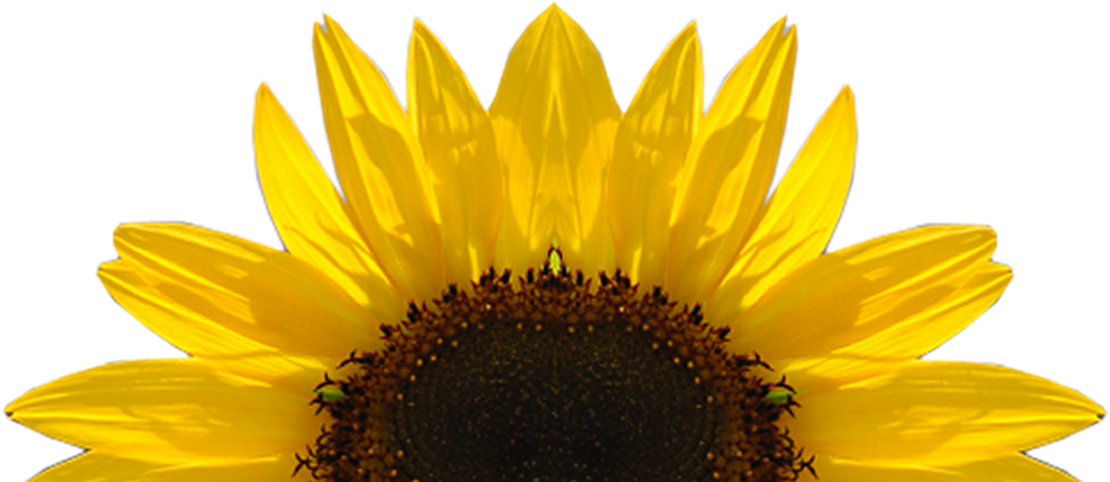 design clipart sunflower
