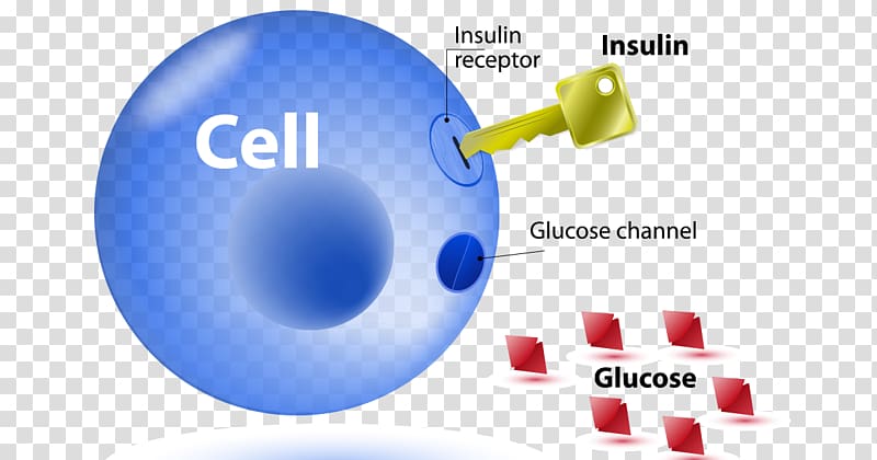 Diabetes clipart diabetes insulin. Resistance mellitus type 