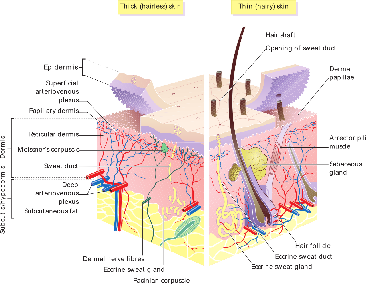 Anatomy definition of thick. Skin clipart skin tissue