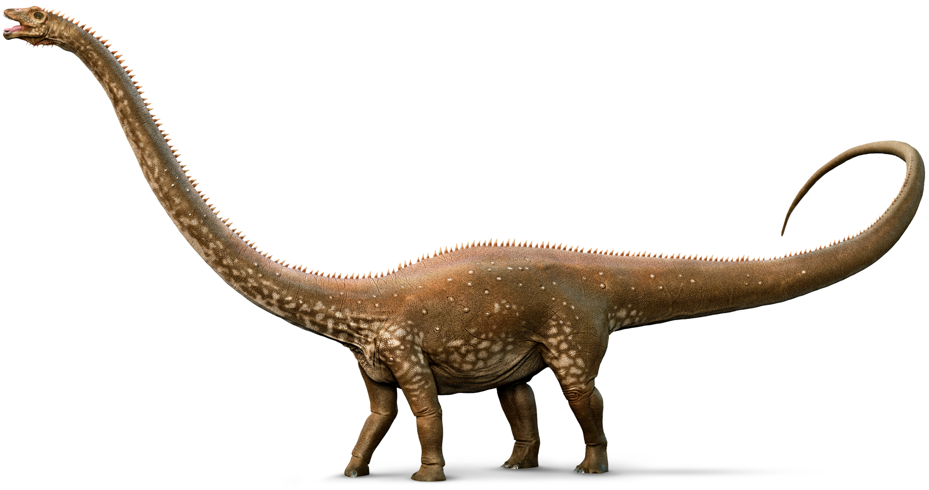 dinosaur clipart diplodocus