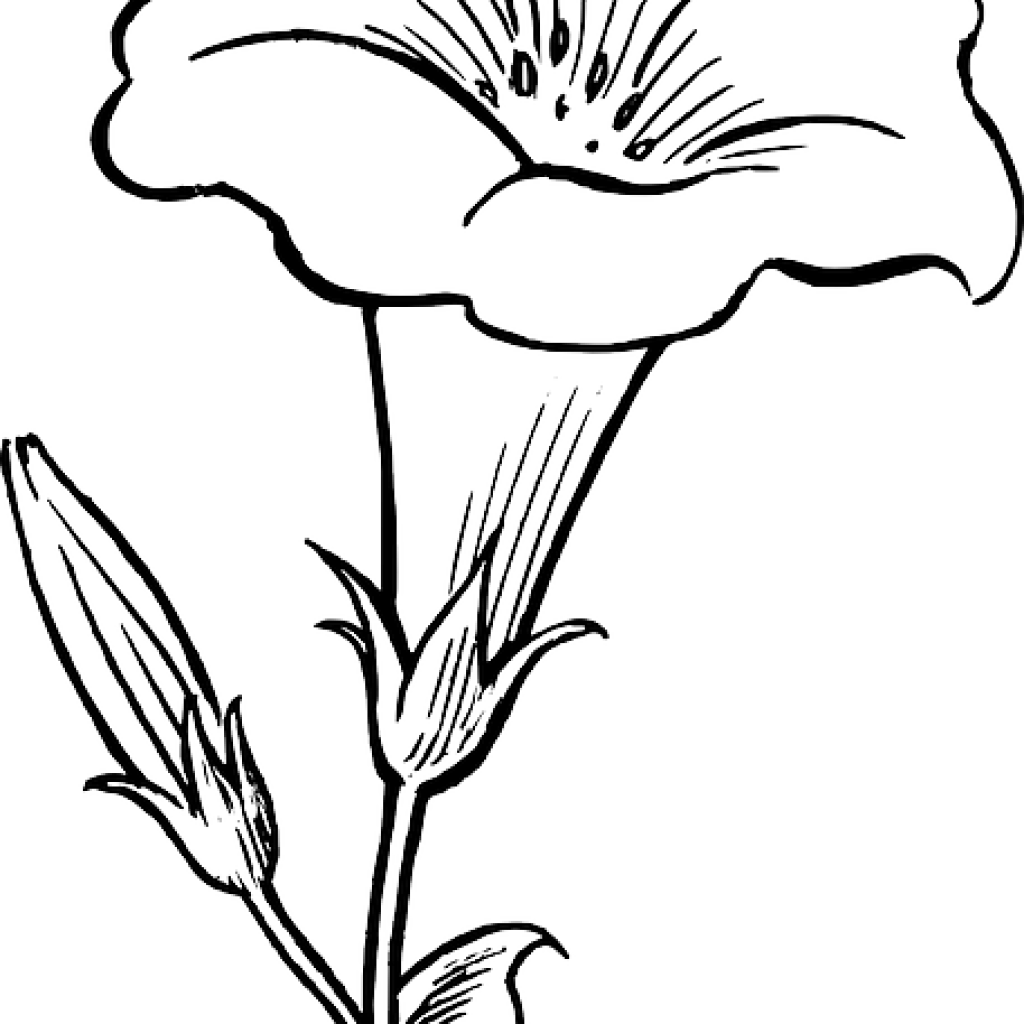 Flower drawing lion hatenylo. Dinosaur clipart outline