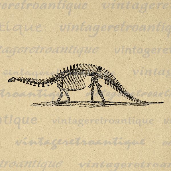Dinosaur clipart vintage. Brontosaurus skeleton printable digital