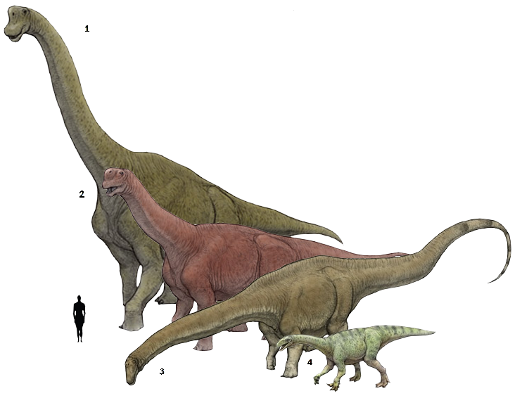 dinosaurs clipart brachiosaurus
