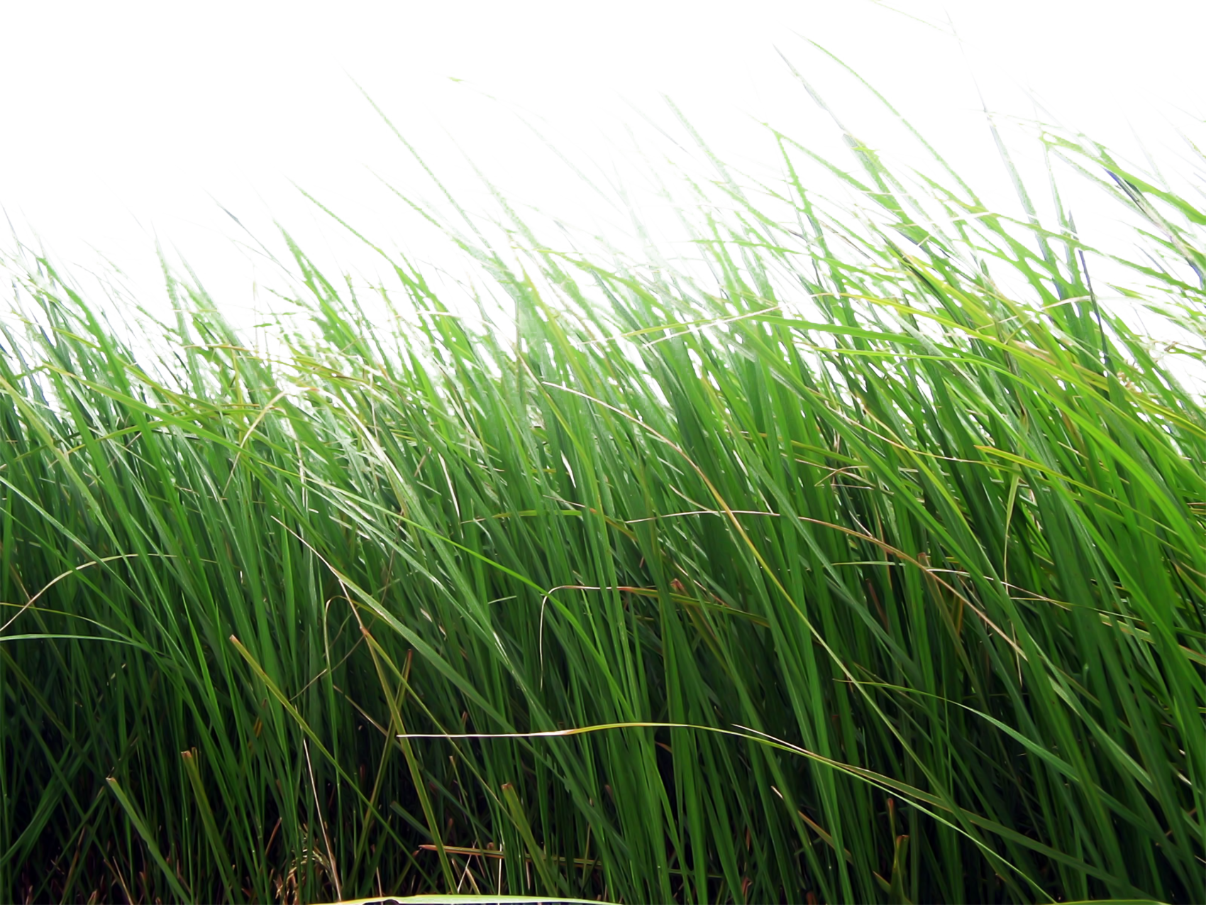 Grass png images pictures. Dirt clipart terrestrial plant