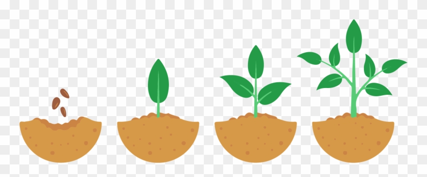 Seeds take time to. Seedling clipart plant care