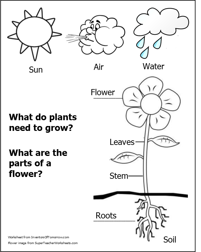 Seedling clipart lima bean plant. Seeds and plants inventors