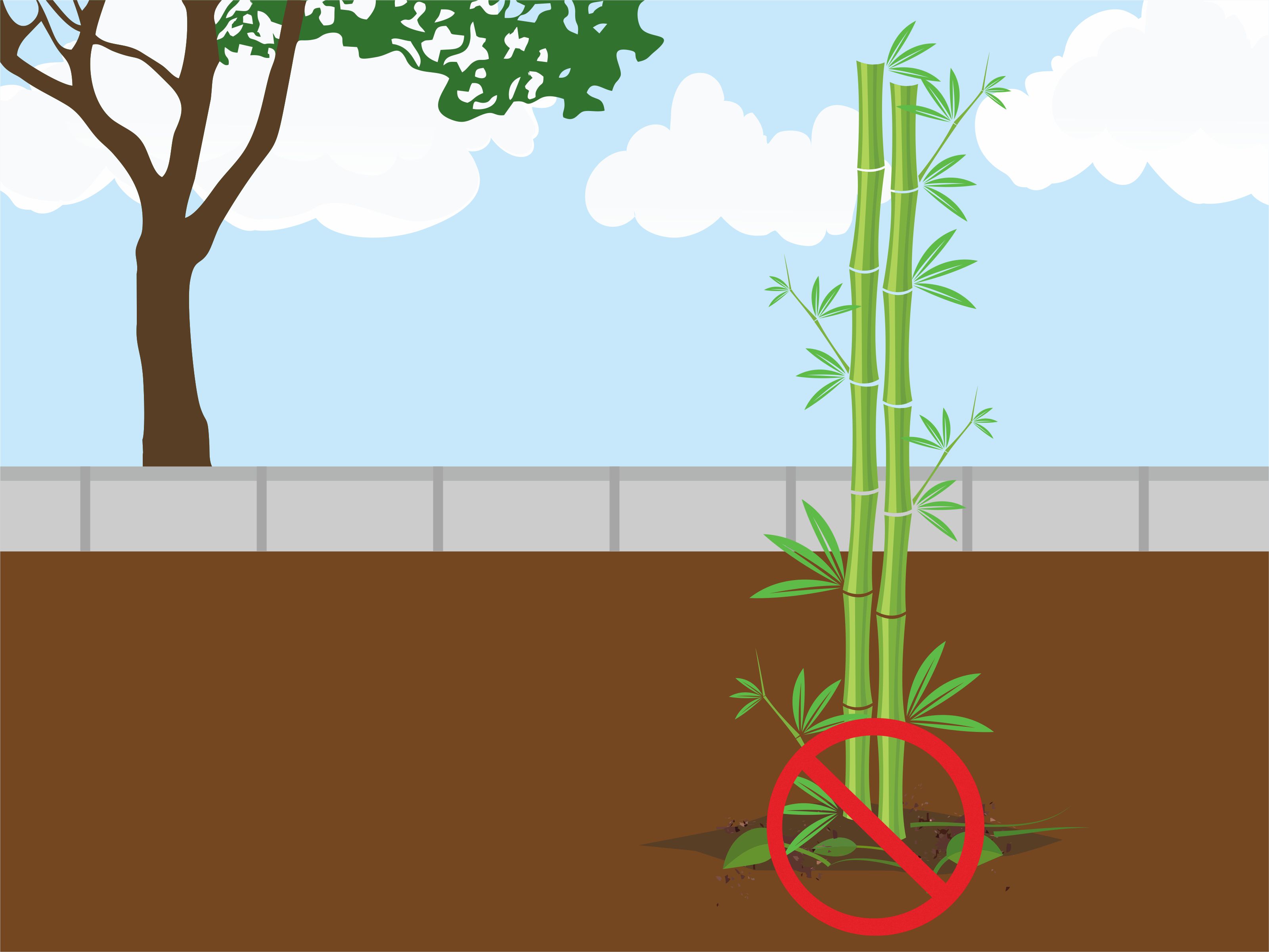 How to grow bamboo. Planting clipart plant australian