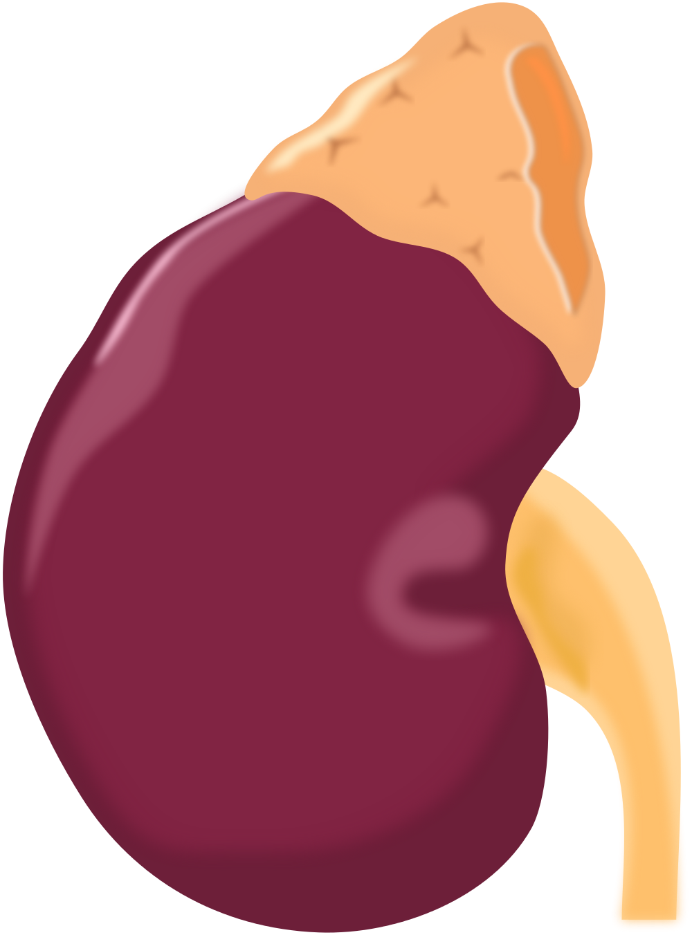 Liver clipart illustration. File azex kidney svg