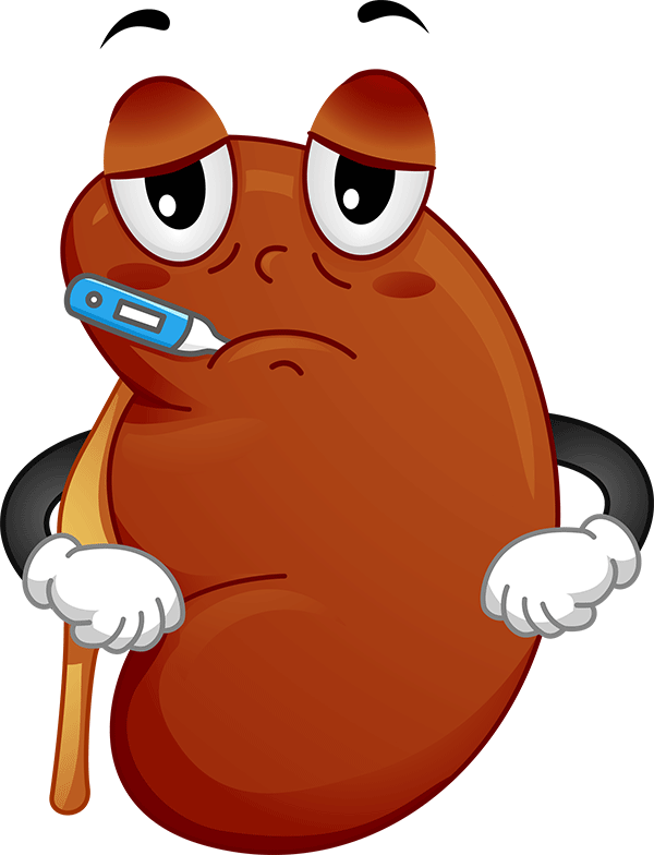 Kidney cliparts zone . Disease clipart cute